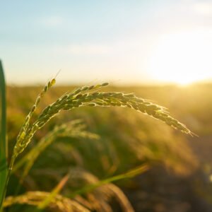 Detail of the rice plant at sunset in Valencia, with the plantation out of focus. Rice grains in plant seed.